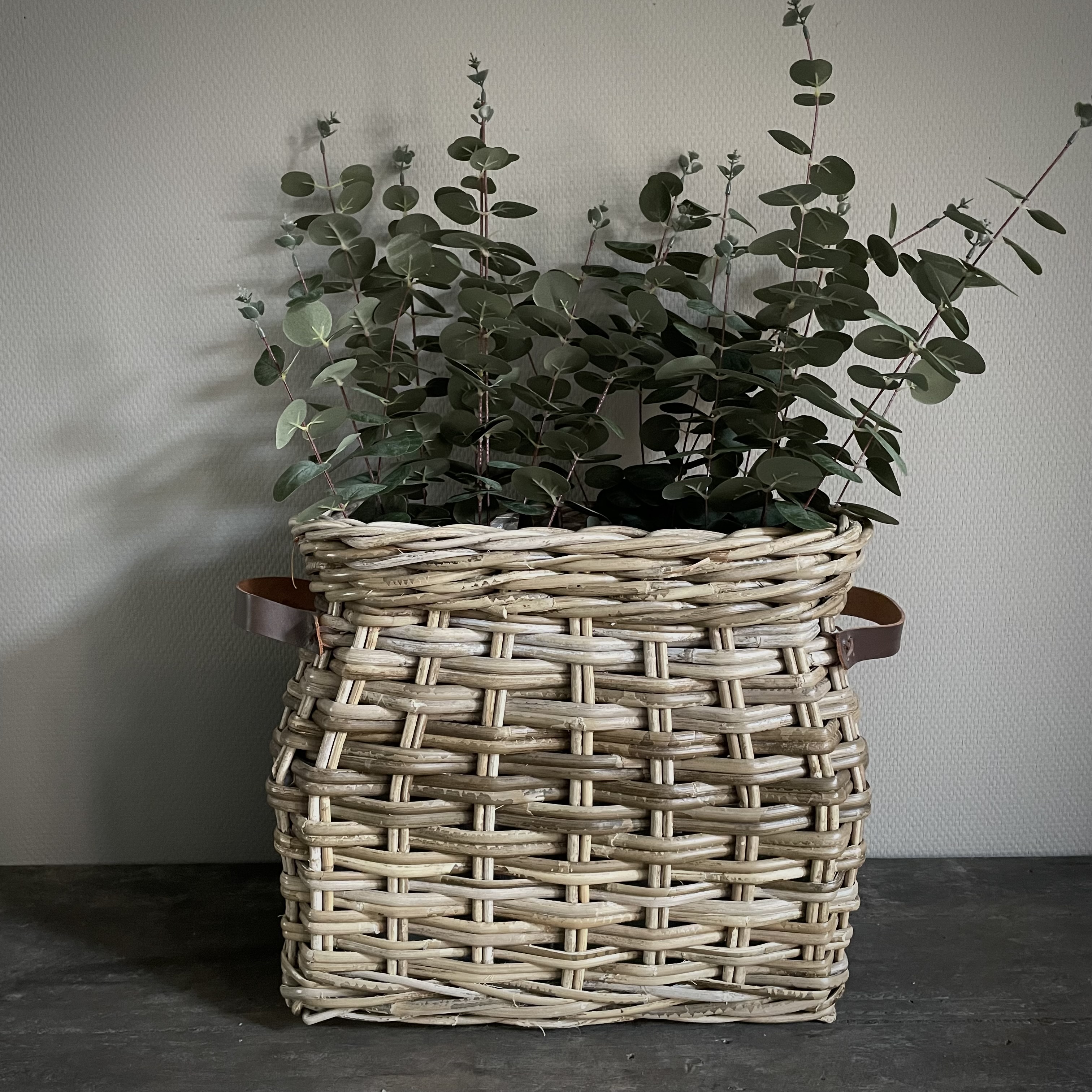 Eucalyptus 'populus' 'kunst' (L 100 cm)