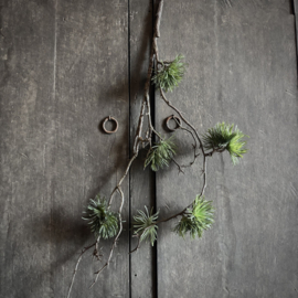Cedrus tak 'kunst' (75 cm)