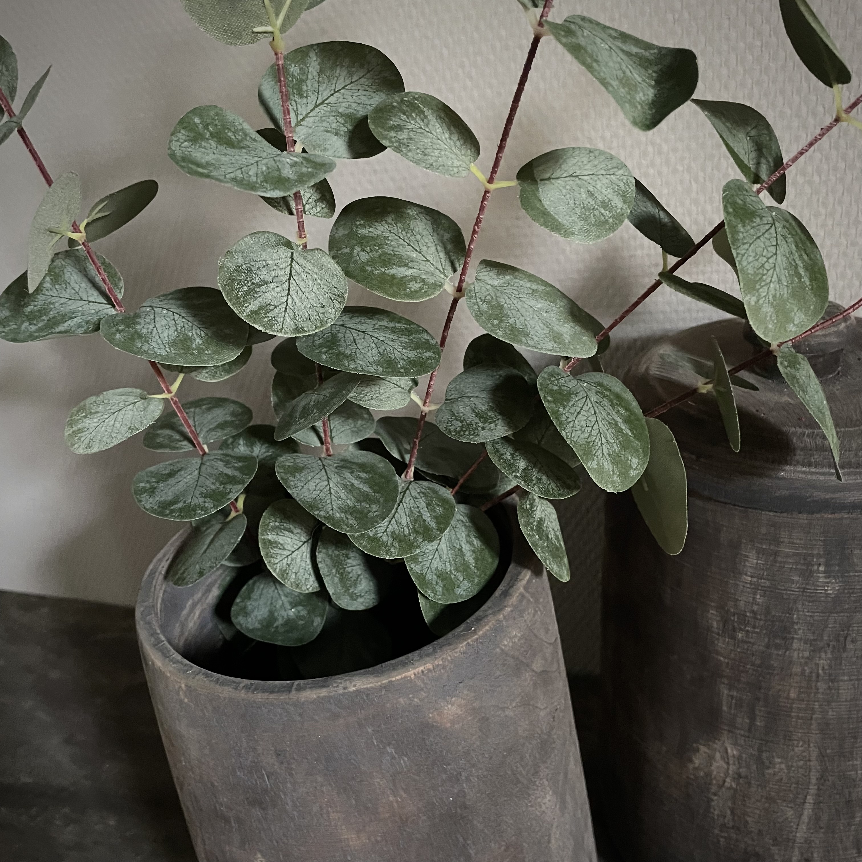 Eucalyptus 'populus' 'kunst' (L 100 cm)