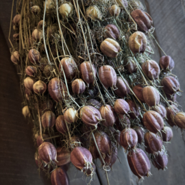 Vers ingedroogd bos Nigella  (45 cm)