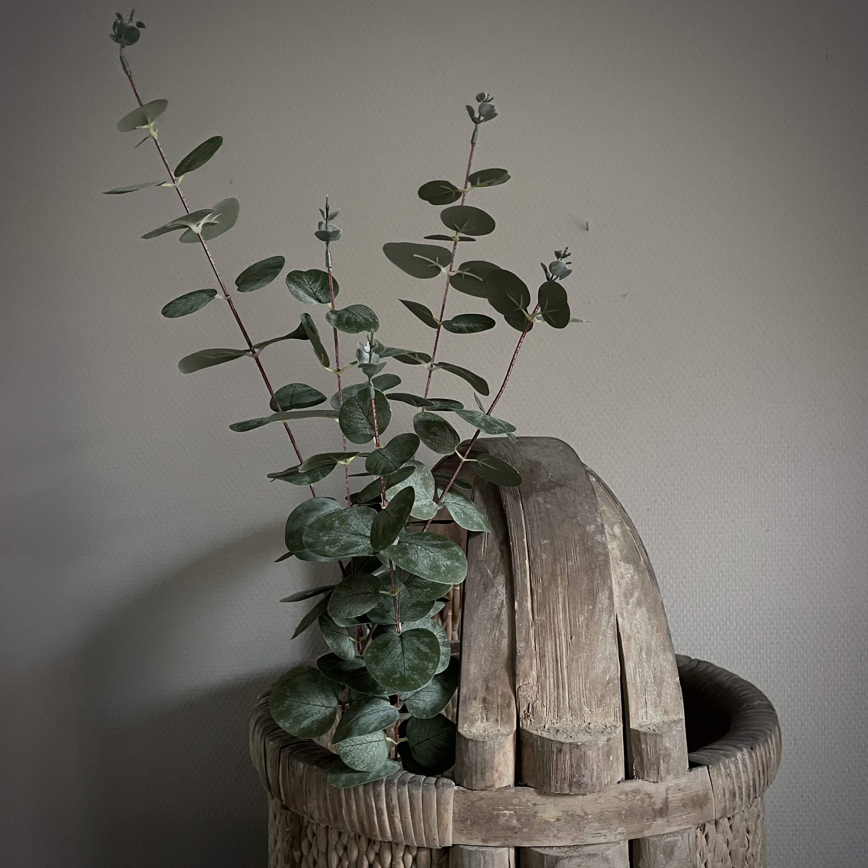 Eucalyptus 'populus' 'kunst' (L 100 cm)