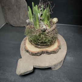 Oude Bajot plank (Nr 19)  (L 34 cm)