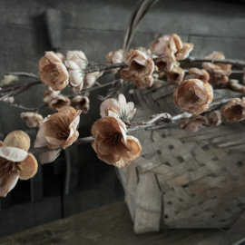 Zijden bloesemtak 'Cappuchino' (120 cm)