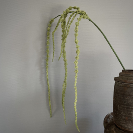 Amaranthus tak 'kunst' (L 155 cm)