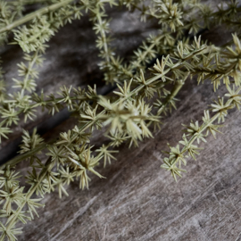 Asparagus 'kunst' tak L (L 100 cm)