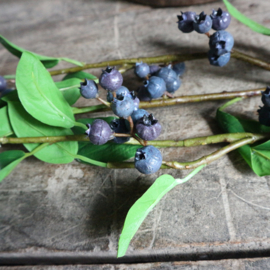 Blue berry 'kunst' tak ( L 76 cm)