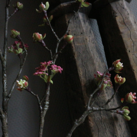 Esdoorn bloesem tak 'kunst' L (L 55 cm)