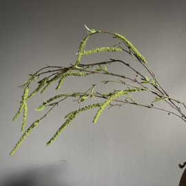 Salix tak 'kunst' (L 87 cm)