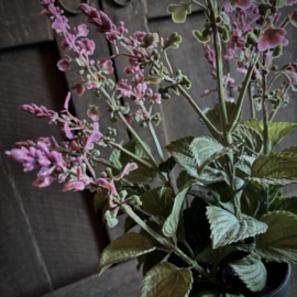 Kunst Salvia (45 cm)