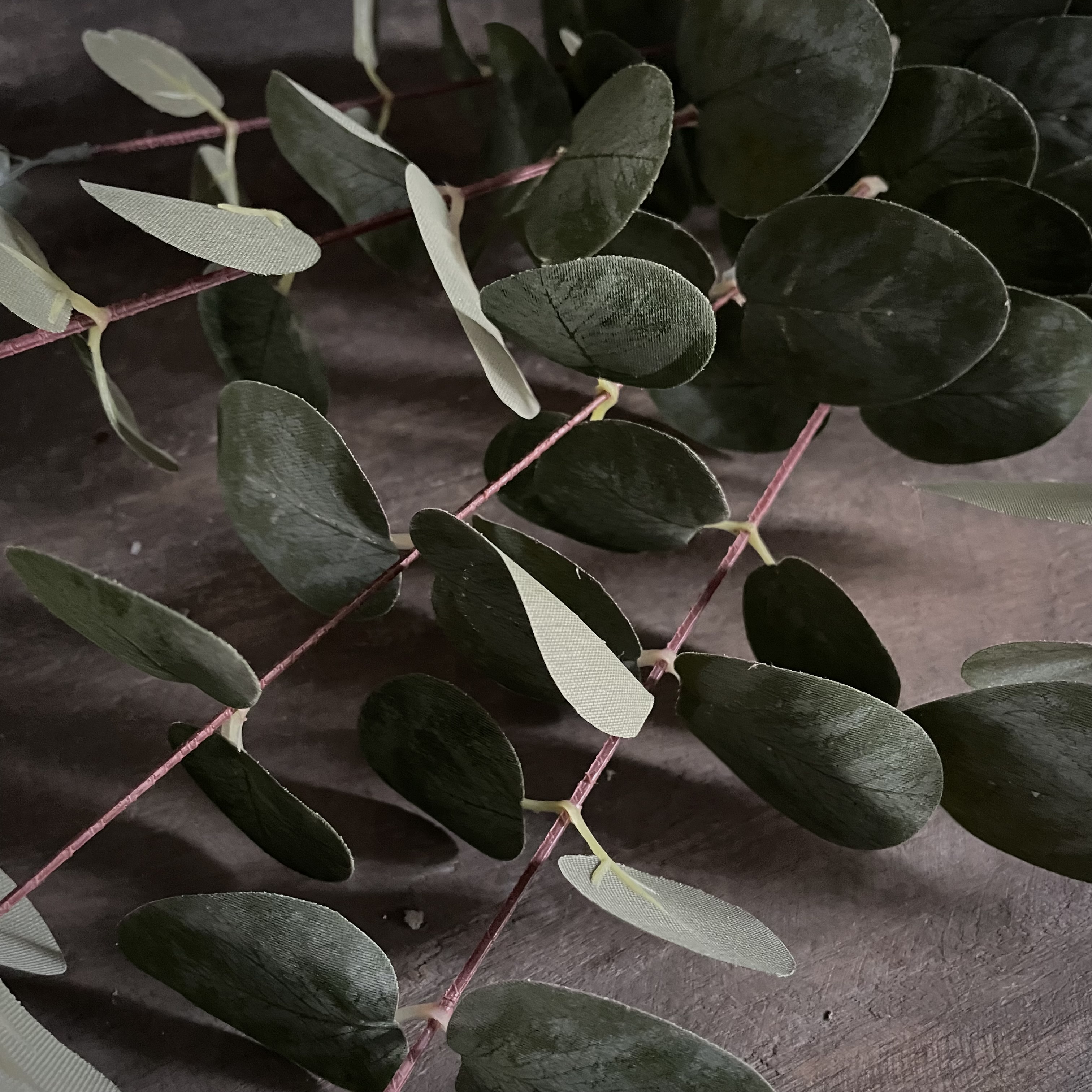 Eucalyptus 'populus' 'kunst' (L 100 cm)
