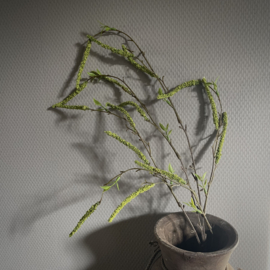 Salix tak 'kunst' (L 87 cm)
