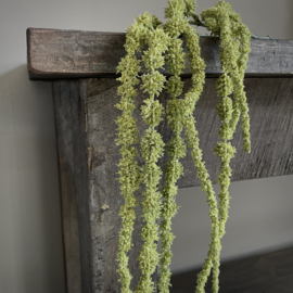Amaranthus tak 'kunst' (L 155 cm)