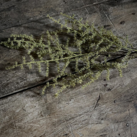 Asparagus 'kunst' tak L (L 100 cm)