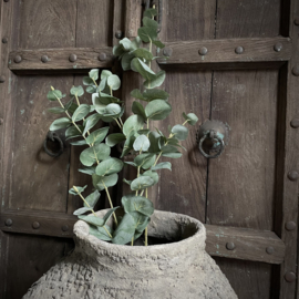 Eucalyptus 'kunst' (L 75 cm)