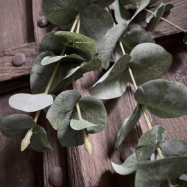 Eucalyptus 'kunst' (L 75 cm)