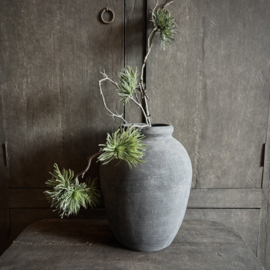 Cedrus tak 'kunst' (75 cm)