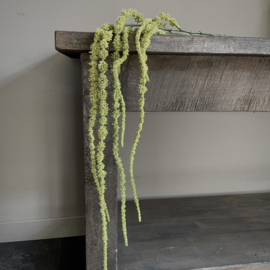 Amaranthus tak 'kunst' (L 155 cm)