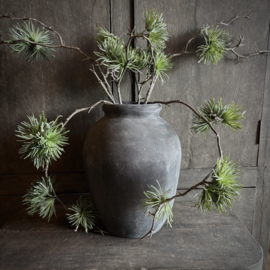 Cedrus tak 'kunst' (75 cm)