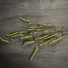 Salix tak 'kunst' (L 87 cm)