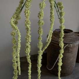 Amaranthus tak 'kunst' (L 155 cm)