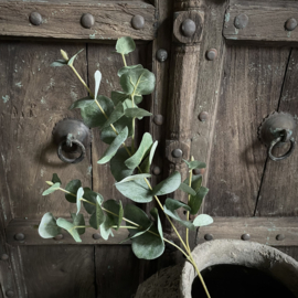Eucalyptus 'kunst' (L 75 cm)