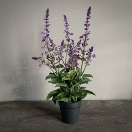 Lavendel in pot 'kunst' (H 45 cm)