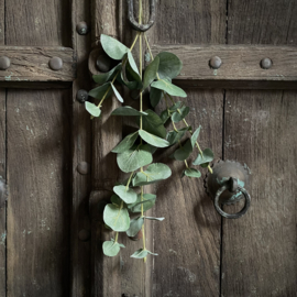 Eucalyptus 'kunst' (L 75 cm)