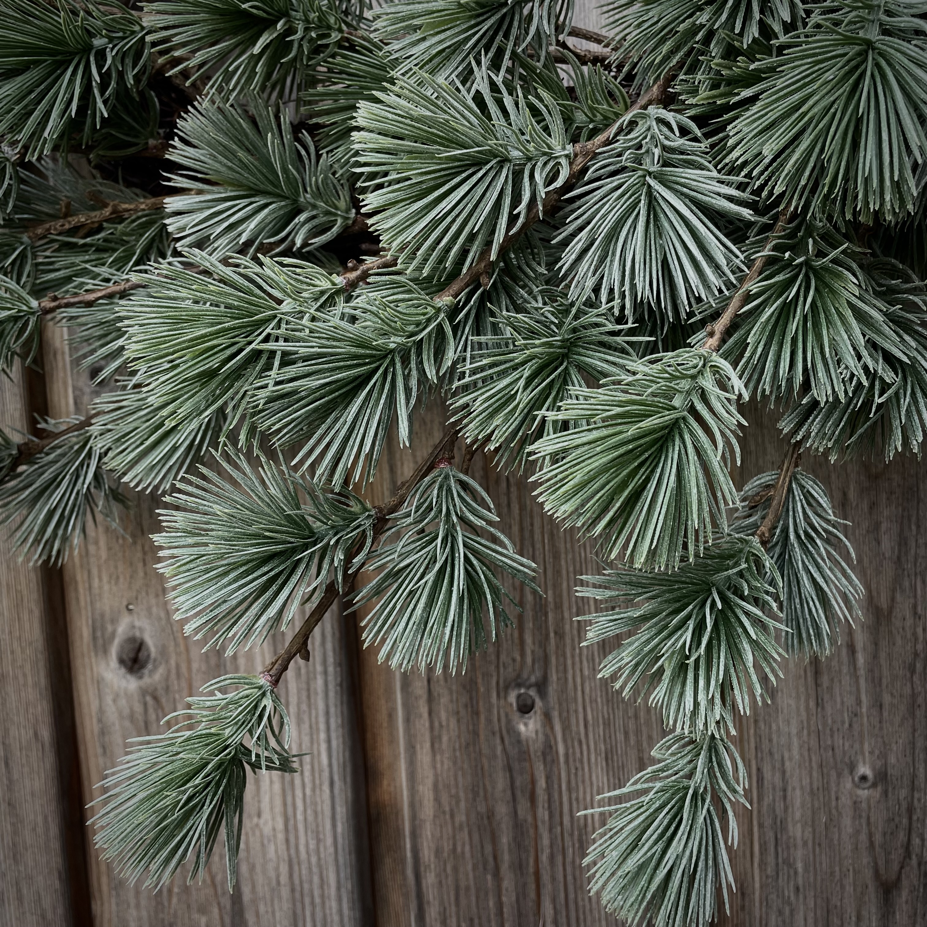 Larix 'kunst' krans  XL (Ø 60 cm)