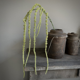 Amaranthus tak 'kunst' (L 155 cm)