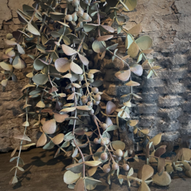 Eucalyptus 'kunst' toef (L 95 cm)