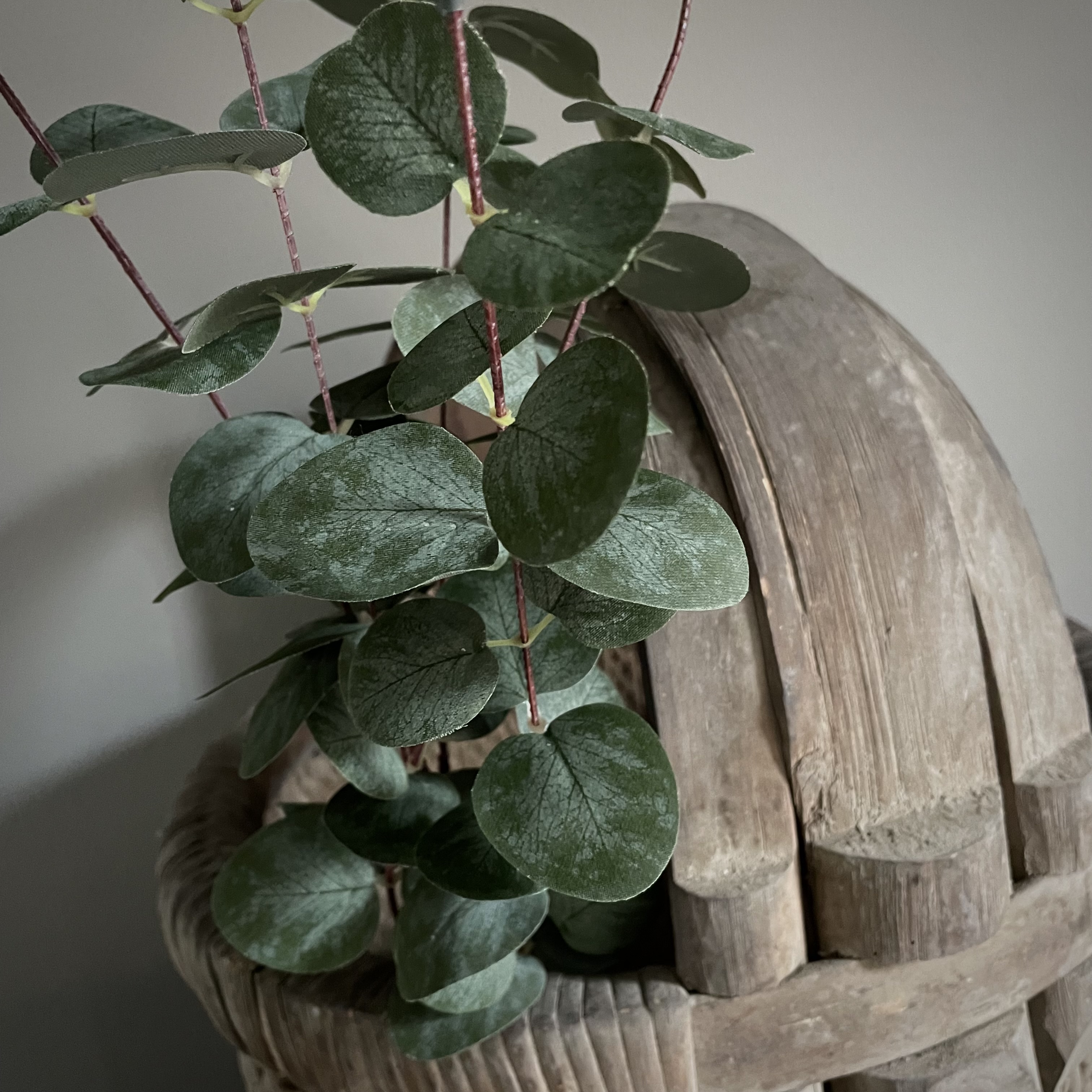 Eucalyptus 'populus' 'kunst' (L 100 cm)