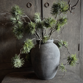Cedrus tak 'kunst' (75 cm)
