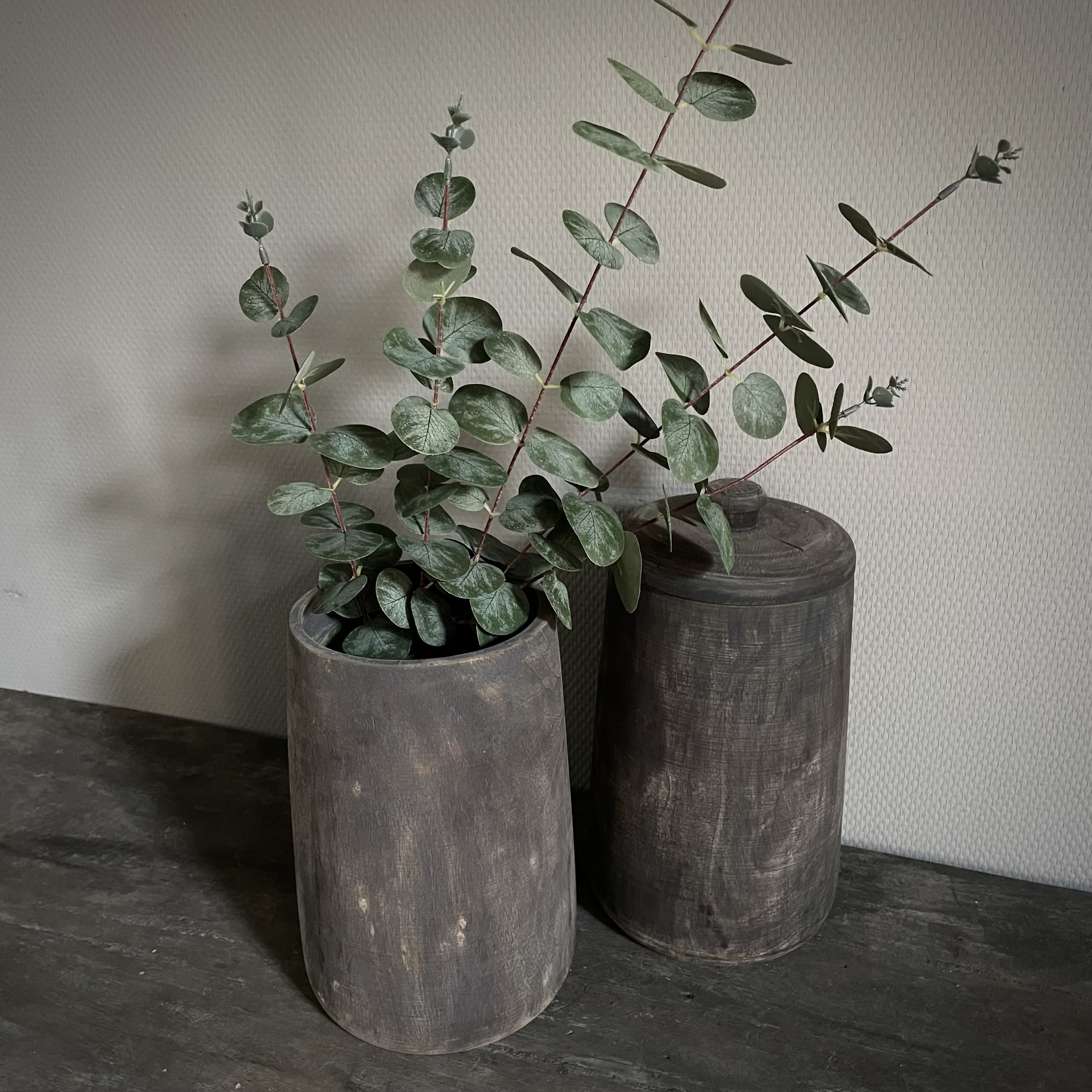 Eucalyptus 'populus' 'kunst' (L 100 cm)