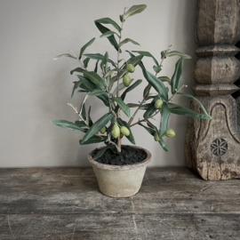 'Kunst' olijfboompje in terracotta pot  (45 cm)