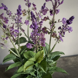 Lavendel in pot 'kunst' (H 45 cm)