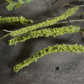 Salix tak 'kunst' (L 87 cm)