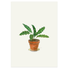 Postkaart - Calathea