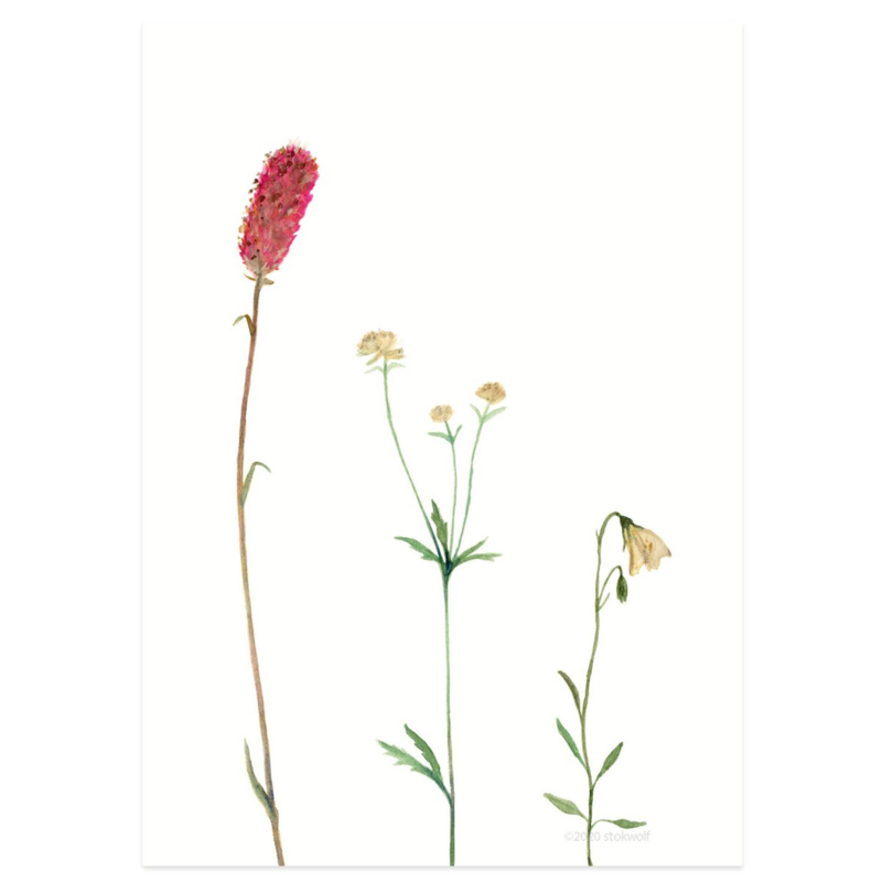 Postkaart - Bergbloemen roze