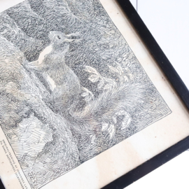 Pentekening print eekhoorn Johannes Larsen