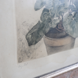 Vintage litho plant Cyclaam