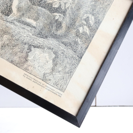 Pentekening print eekhoorn Johannes Larsen