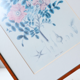 Vintage rozen print grote lijst