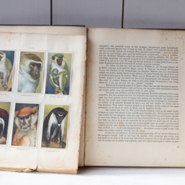 Prentenboek apen en hoefdieren in artis