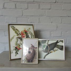 Vintage lijst met vogelprint