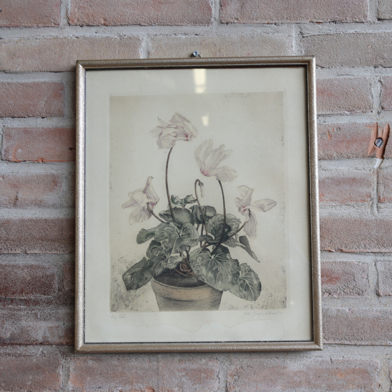 Vintage litho plant Cyclaam