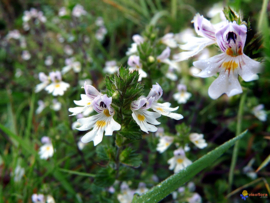 Ogentroost| Euphrasia officinalis