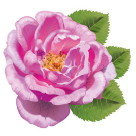 Roos-absolue - Rosa damascena