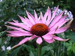 Echinacea  | Rode zonnehoed