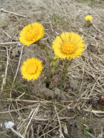 Klein Hoefblad | Tussilago farfara