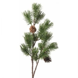 Den - Pinus sylvestris